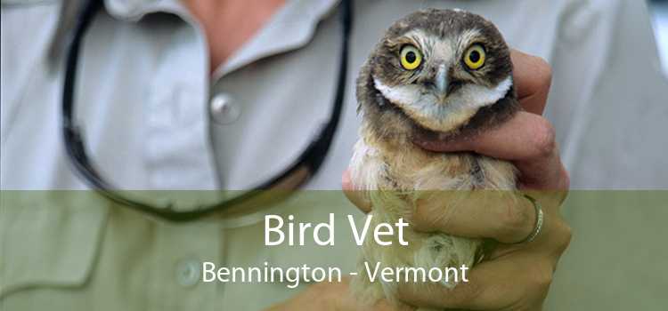 Bird Vet Bennington - Vermont