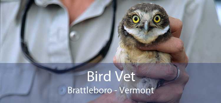 Bird Vet Brattleboro - Vermont