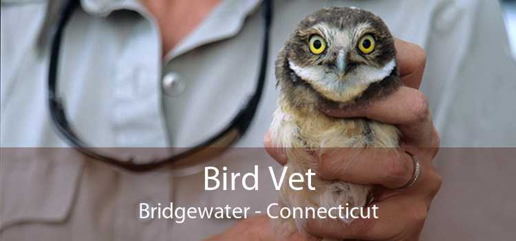 Bird Vet Bridgewater - Connecticut