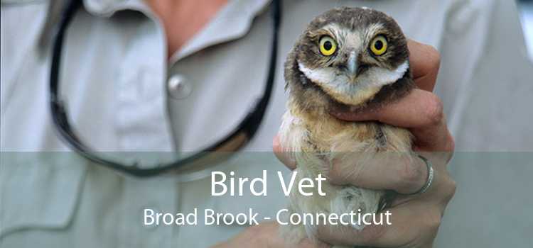 Bird Vet Broad Brook - Connecticut