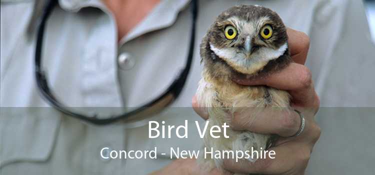Bird Vet Concord - New Hampshire