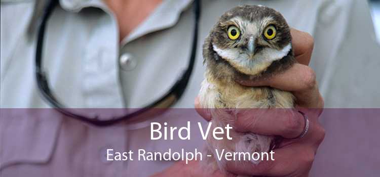 Bird Vet East Randolph - Vermont