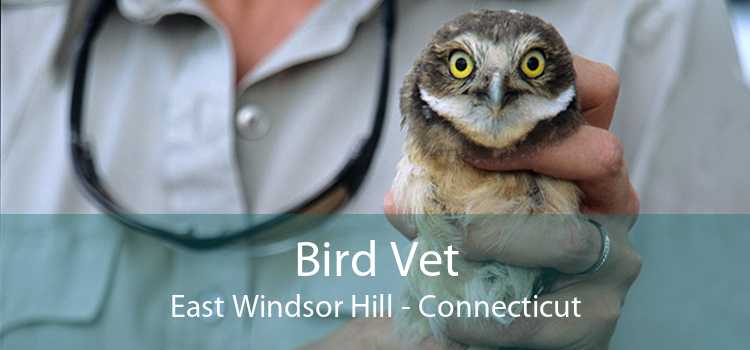 Bird Vet East Windsor Hill - Connecticut