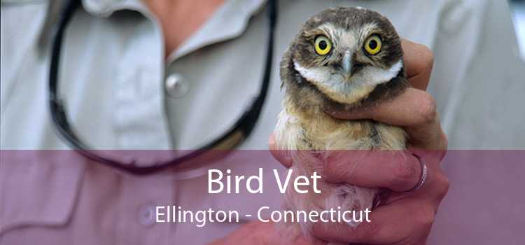 Bird Vet Ellington - Connecticut
