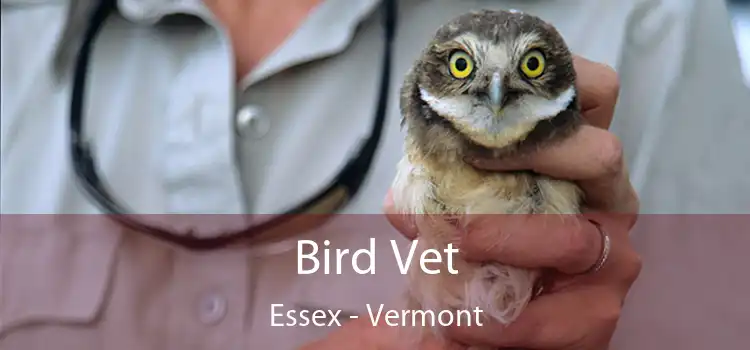 Bird Vet Essex - Vermont