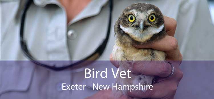Bird Vet Exeter - New Hampshire