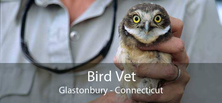 Bird Vet Glastonbury - Connecticut