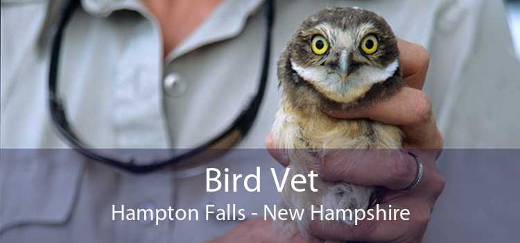 Bird Vet Hampton Falls - New Hampshire