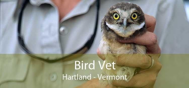 Bird Vet Hartland - Vermont
