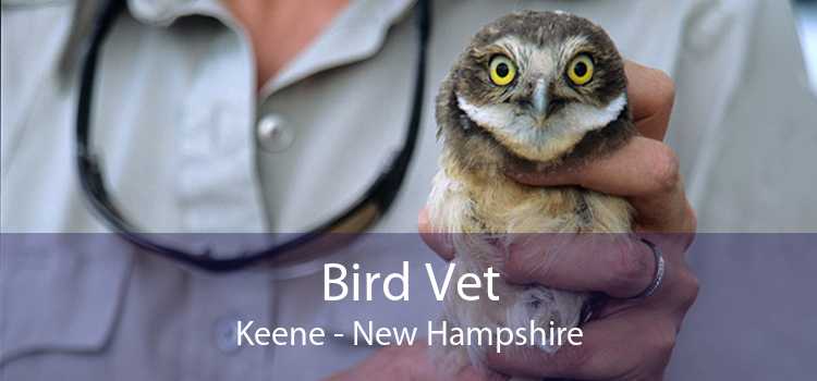 Bird Vet Keene - New Hampshire
