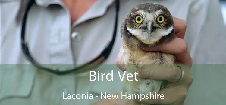 Bird Vet Laconia - New Hampshire