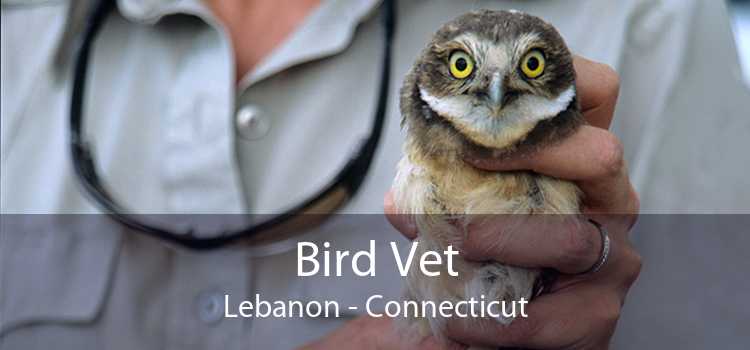 Bird Vet Lebanon - Connecticut