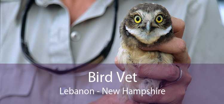 Bird Vet Lebanon - New Hampshire