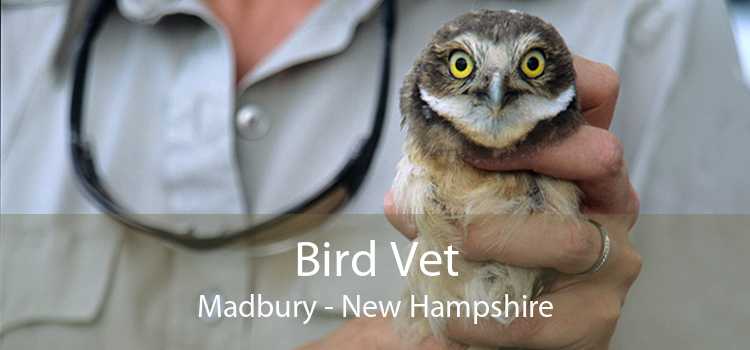 Bird Vet Madbury - New Hampshire
