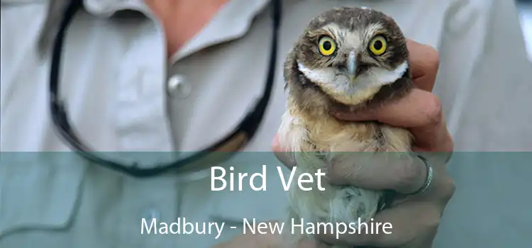 Bird Vet Madbury - New Hampshire
