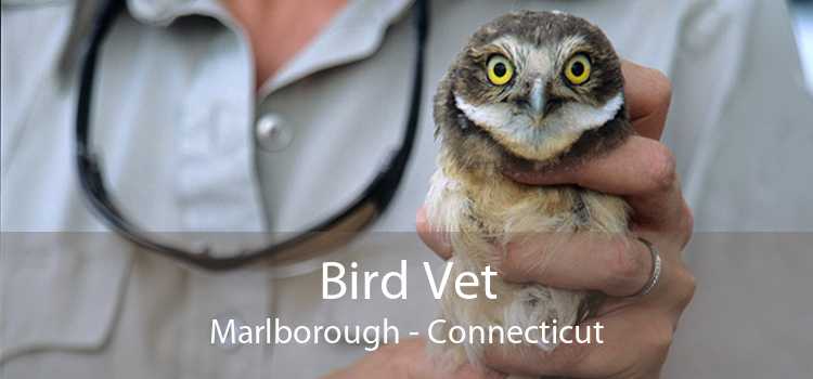 Bird Vet Marlborough - Connecticut