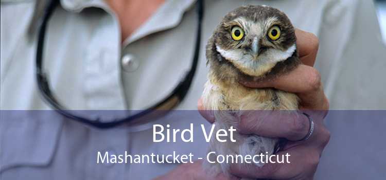 Bird Vet Mashantucket - Connecticut