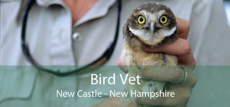 Bird Vet New Castle - New Hampshire