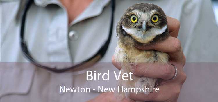 Bird Vet Newton - New Hampshire