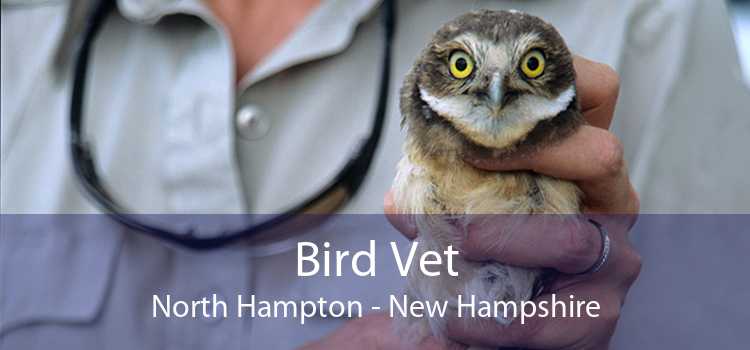 Bird Vet North Hampton - New Hampshire
