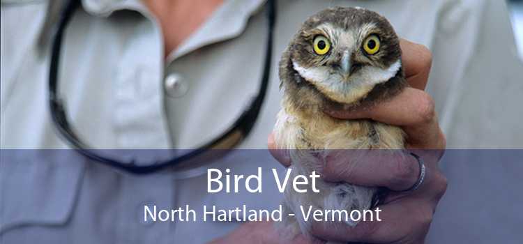 Bird Vet North Hartland - Vermont