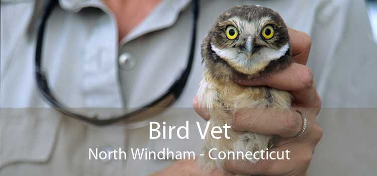 Bird Vet North Windham - Connecticut