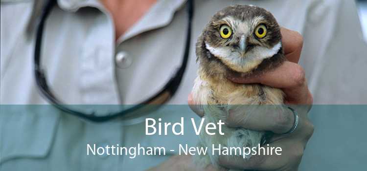 Bird Vet Nottingham - New Hampshire