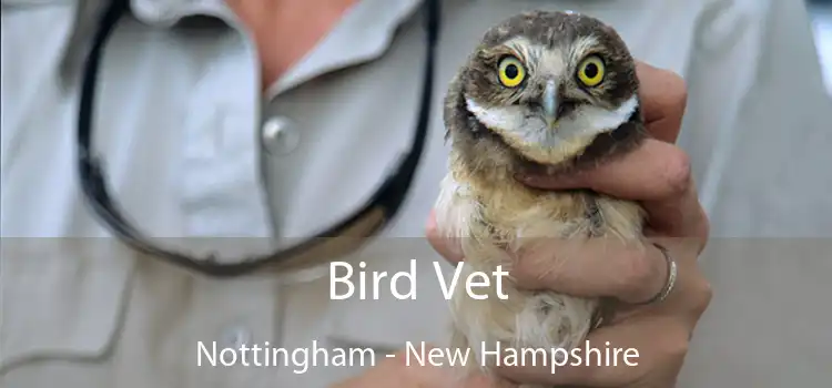 Bird Vet Nottingham - New Hampshire
