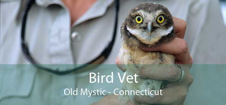 Bird Vet Old Mystic - Connecticut