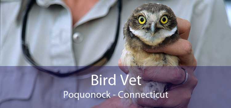 Bird Vet Poquonock - Connecticut