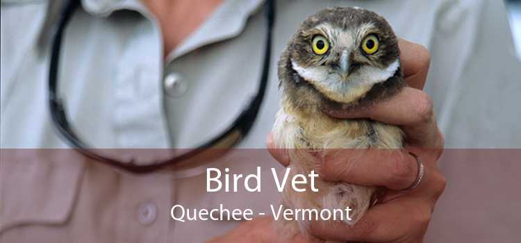 Bird Vet Quechee - Vermont