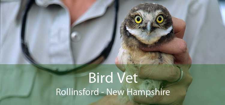 Bird Vet Rollinsford - New Hampshire