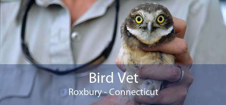 Bird Vet Roxbury - Connecticut