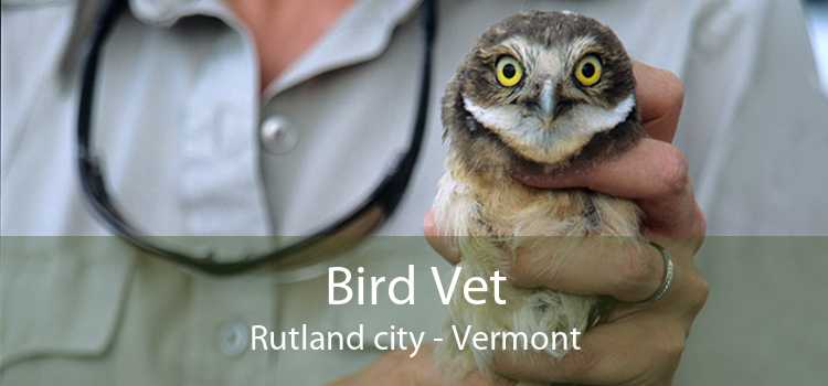 Bird Vet Rutland city - Vermont
