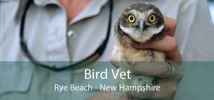 Bird Vet Rye Beach - New Hampshire