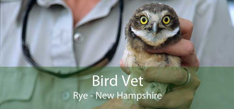 Bird Vet Rye - New Hampshire