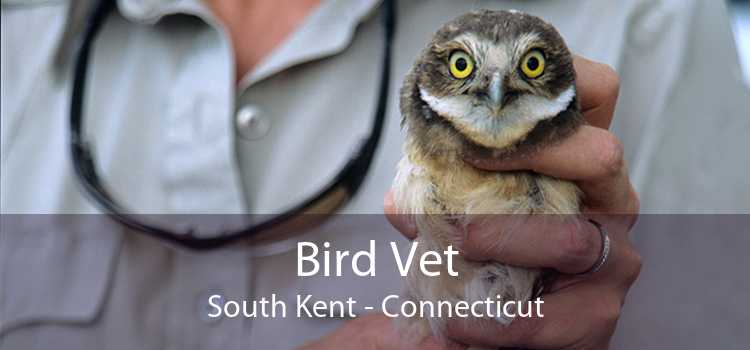 Bird Vet South Kent - Connecticut