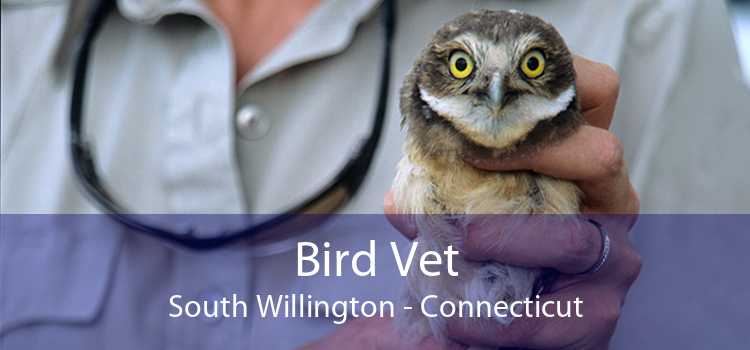 Bird Vet South Willington - Connecticut