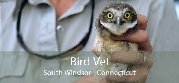 Bird Vet South Windsor - Connecticut