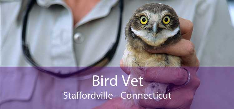 Bird Vet Staffordville - Connecticut