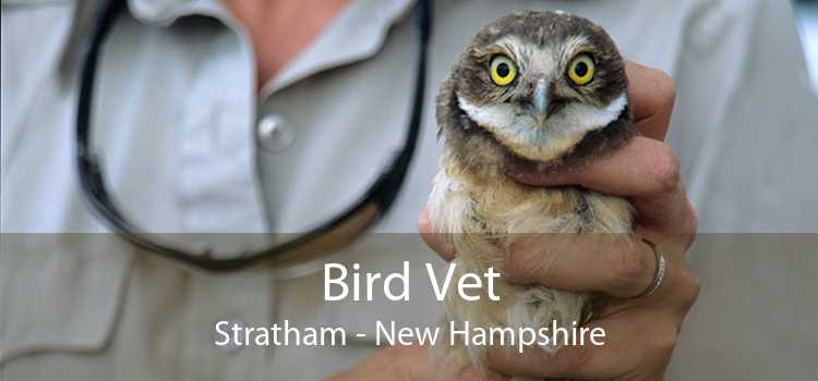 Bird Vet Stratham - New Hampshire