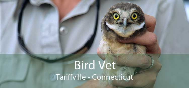 Bird Vet Tariffville - Connecticut