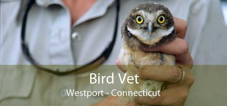 Bird Vet Westport - Connecticut