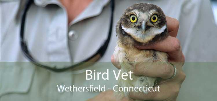 Bird Vet Wethersfield - Connecticut