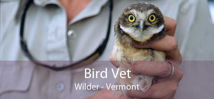 Bird Vet Wilder - Vermont