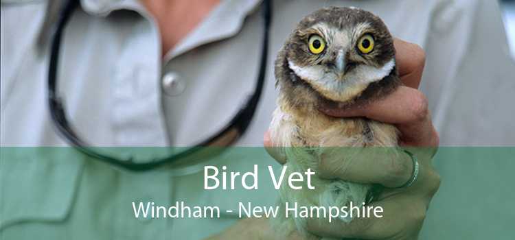 Bird Vet Windham - New Hampshire