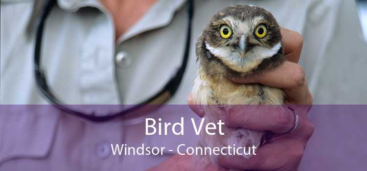 Bird Vet Windsor - Connecticut