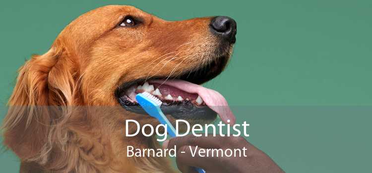 Dog Dentist Barnard - Vermont