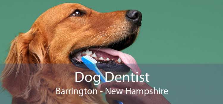 Dog Dentist Barrington - New Hampshire