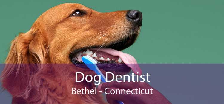 Dog Dentist Bethel - Connecticut